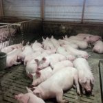 Völlig entspannte Mastschweine mit ca.100kg mit Arttypischem Liegeverhalten
